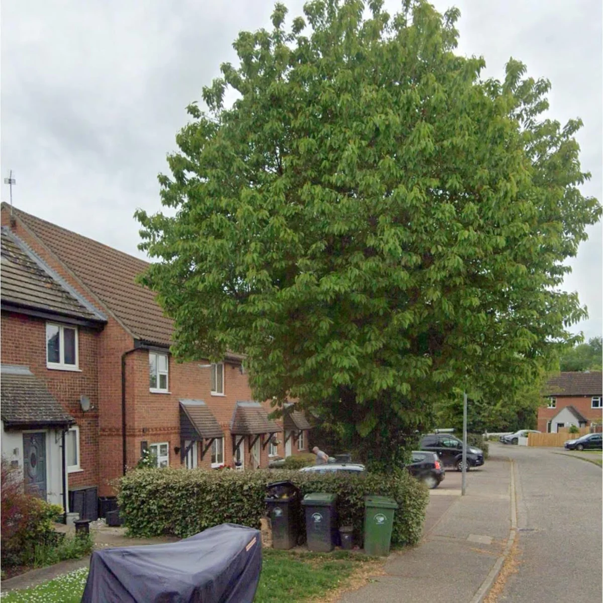 Before — tree work
